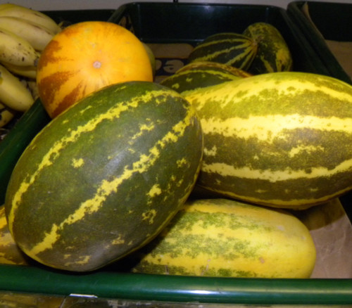 Madras Cucumber Seeds