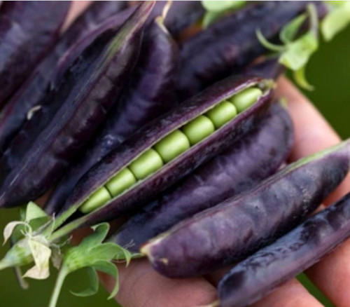 Purple Magnolia Pea Seeds