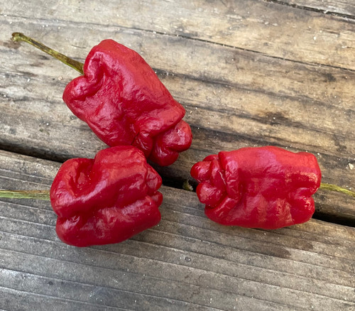 Bell of the Burn Pepper Seeds