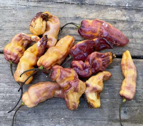 Blue Ghost Peach Pepper Seeds