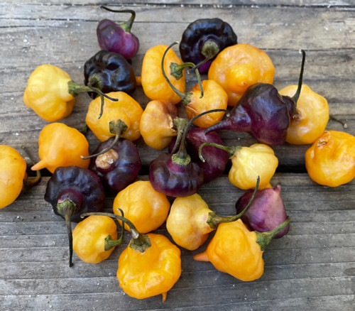 PJ UFO Pepper Seeds
