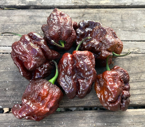 7 Pot Gigantic Chocolate Pepper Seeds