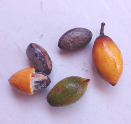 Pouteria bangii - Pouteria bangii Seeds