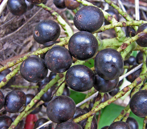 Bactris perruginea - Tucum Palm Seeds Bactris perruginea - Tucum Palm Seeds