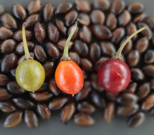 Manilkara rufula - Manilkara rufula Seeds