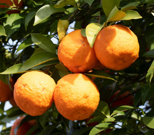 Citrus x aurantium - Sicilian Sour Orange Seeds
