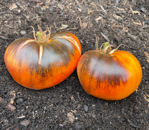 Multi-color, Bi-color and Striped Tomato Seeds