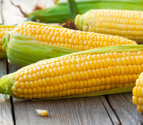 Early Sunglow Hybrid Corn Seeds Early Sunglow Hybrid Corn Seeds