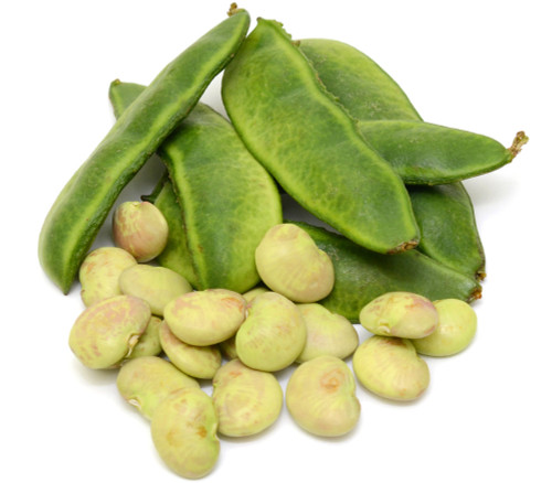 Early Thorogreen Lima Bean Seeds