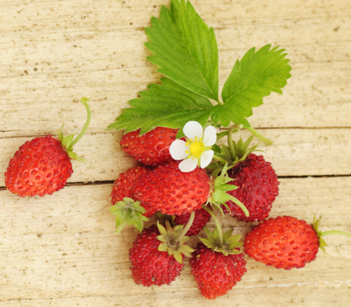 Fragaria vesca - Baron Solemacher Alpine Strawberry Seeds
