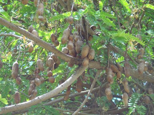 Tamarindus indica - Tamarind Seeds Tamarindus indica - Tamarind Seeds
