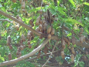 Tamarindus indica - Tamarind Seeds