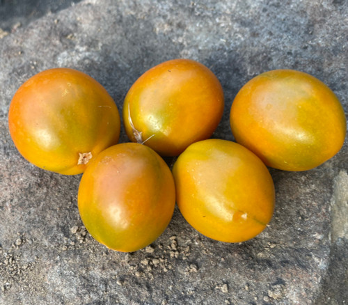 Evil Olive Tomato Seeds