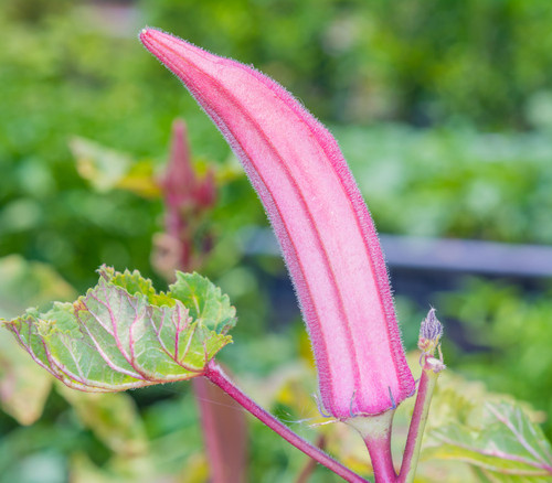 Okinawa Pink Okra Seeds