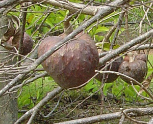 Annona reticulata - San Pablo Custard Apple Seeds