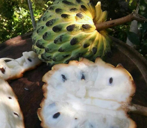 Rollinia deliciosa - Misiones Biriba Seeds