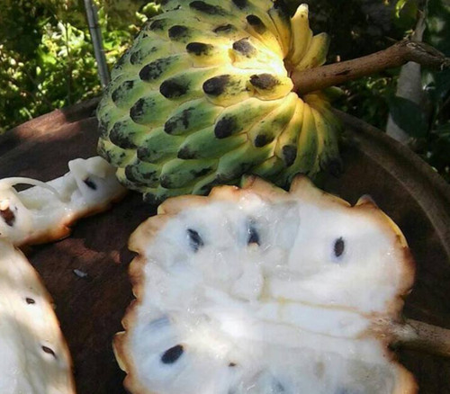 Rollinia deliciosa - Misiones Biriba Seeds