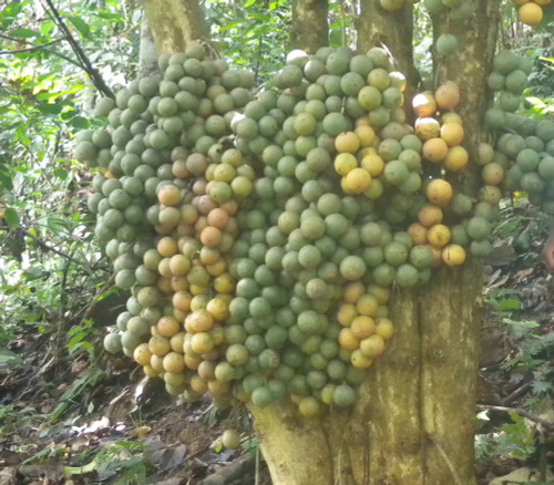 【熱帯果樹：10本セット】ランバイ（Baccaurea motleyana） Baccaurea motleyana - Rambai - Seeds