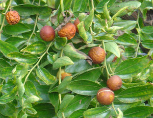 Ziziphus jujube - Jujube Seeds