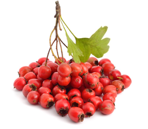 Crataegus opaca - Mayhaw Seeds