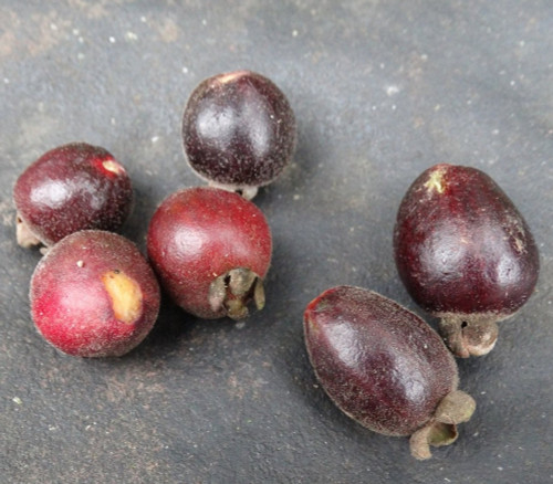 Eugenia jonenssonii - Eugenia jonenssonii Seeds