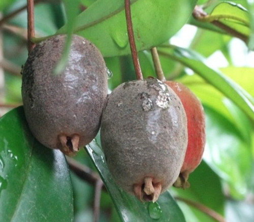 Eugenia cereja - Cereja Cherry Seeds