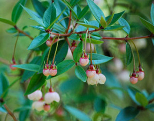 Ugni molinae - Chilean Guava Seeds Ugni molinae - Chilean Guava Seeds