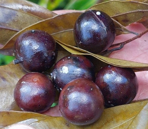 Brosimum sp. - Sweet Grape Brosimum Seeds