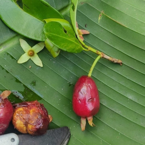 Eugenia cf involucrata - Bahia Cherry of the Rio Grande Seeds