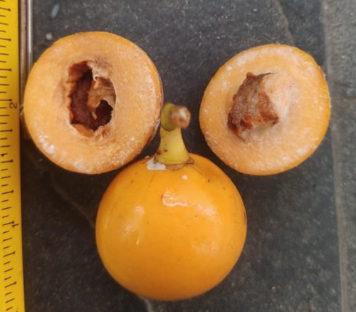 Lacmellea acuneata - Spiny Lacmellea Seeds