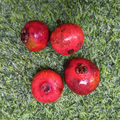 Garcinia bancana - Kandis Seeds