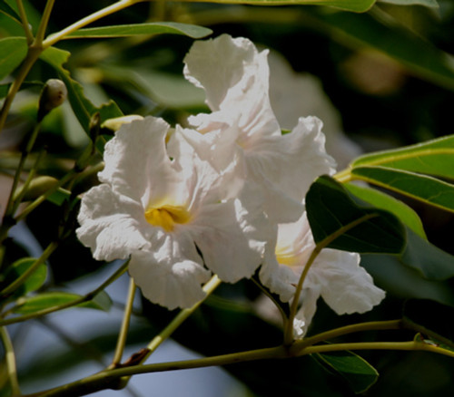 Tabebuia pallida - Pink White Trumpet Tree Seeds
