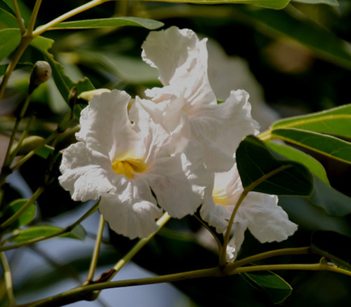 Tabebuia pallida - Pink White Trumpet Tree Seeds