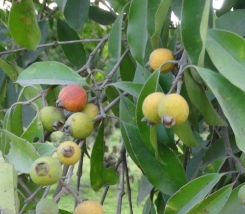 Eugenia chlorophylla - Eugenia chlorophylla Seeds