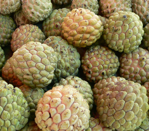 Annona squamosa - Thai Lessard Sugar Apple Seeds