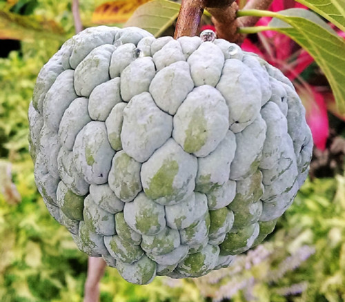 Annona squamosa - Big Eye Sugar Apple Seeds