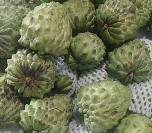 Annona squamosa - L-83 Sugar Apple Seeds