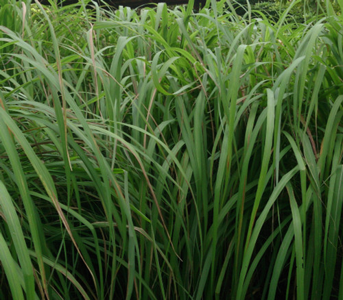 Cymbopogon nardus - Citronella Grass Seeds