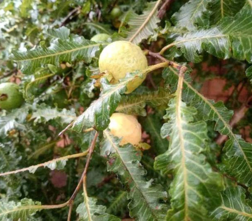 Psidium guajava - Fern Leaf Guava Seeds