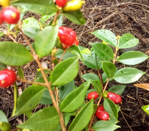 Syzygium sp. - Fruit of Mystery Seeds