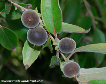 Dovyalis hebecarpa - Ketembilla Seeds