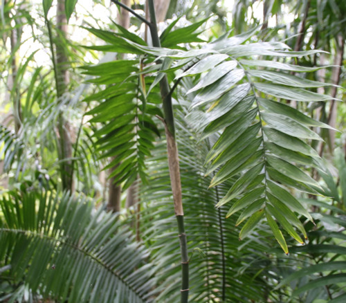 Chamaedorea costaricana - Costa Rican Bamboo Palm Seeds