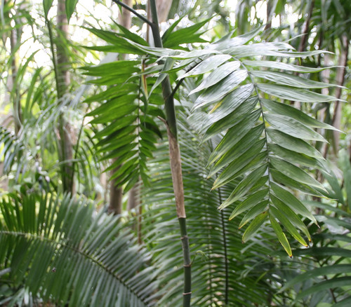 Chamaedorea costaricana - Costa Rican Bamboo Palm Seeds