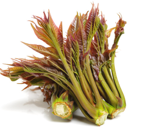 Toona sinensis - North Red Chinese Toon Seeds