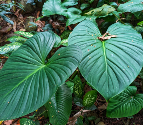 Philodendron grandipes - Philodendron Seeds