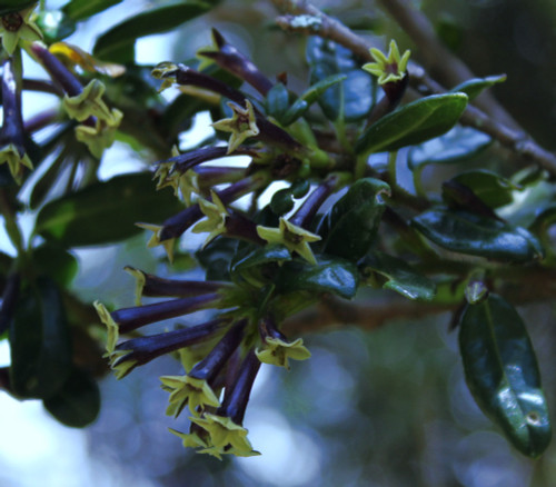 Cestrum buxifolium - Black Beauty Cestrum Seeds