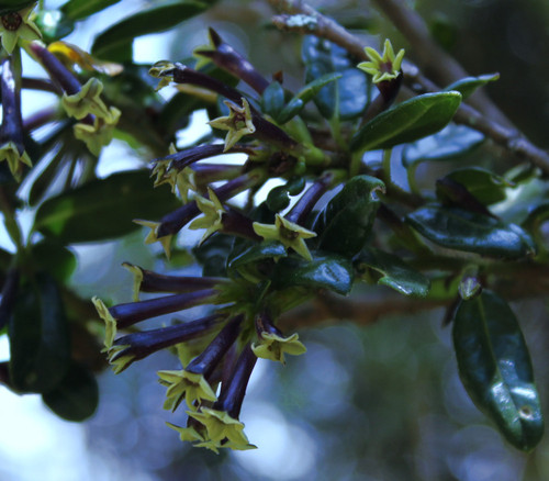 Cestrum buxifolium - Black Beauty Cestrum Seeds