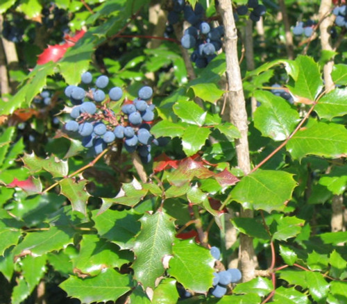Mahonia aquifolium - Oregon Grape Seeds