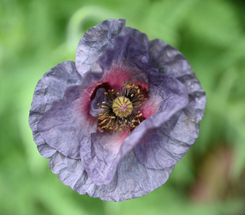 Papaver rhoeas - Amazing Grey Poppy Seeds
