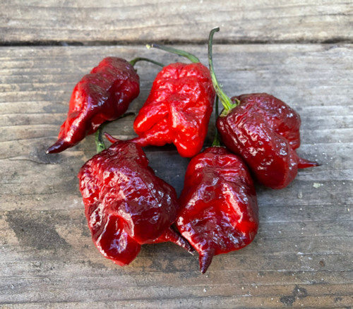 Gator Jigsaw Purple Pepper Seeds